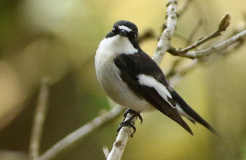 RSPB Coombes Valley