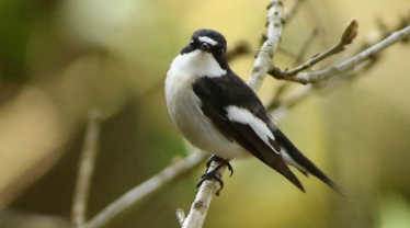 RSPB Coombes Valley